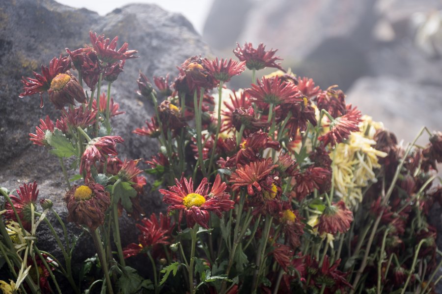 Fleurs sous la pluie