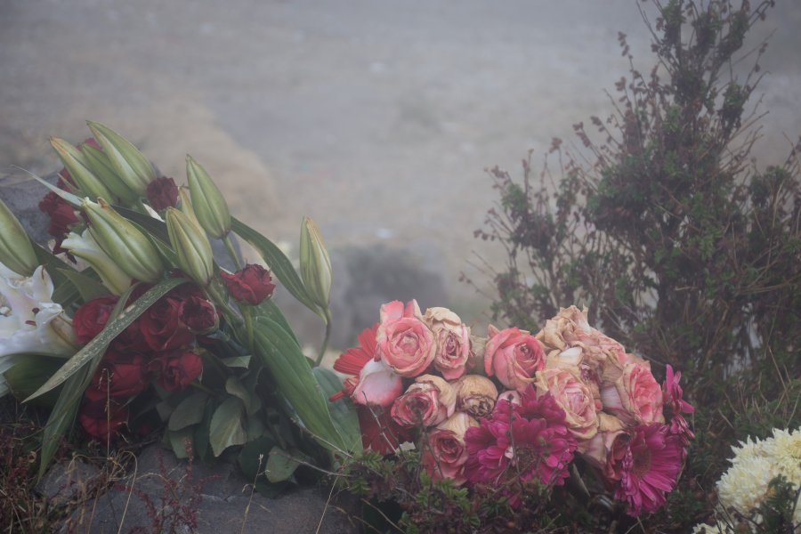 Roses sous la pluie