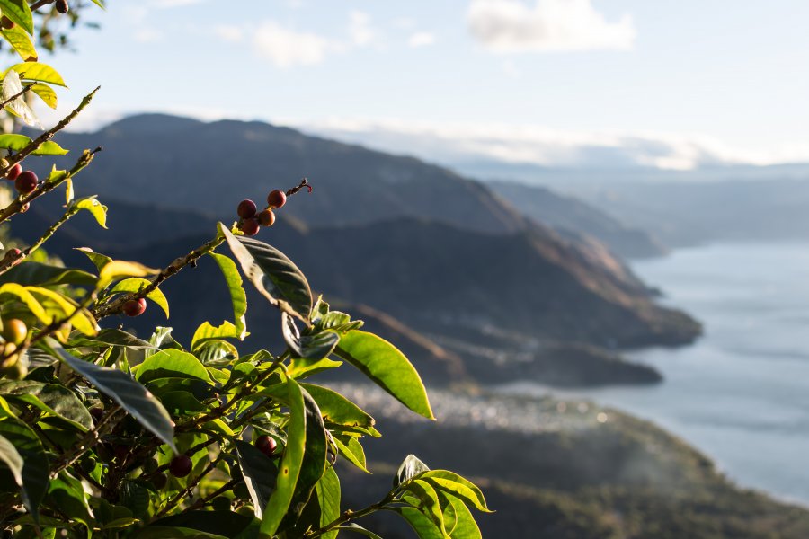 Café du Guatemala