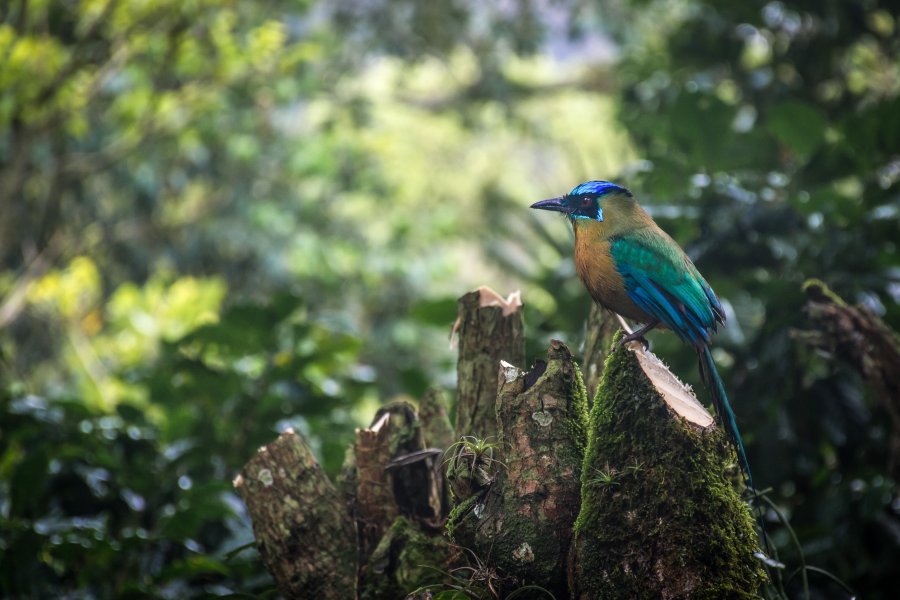 Oiseau motmot