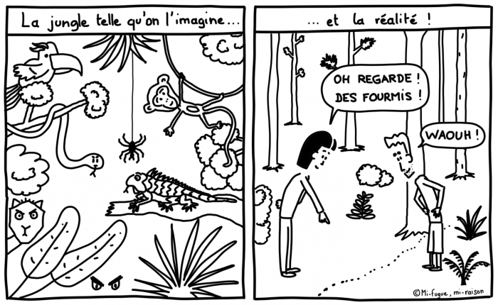 Dessin du lundi : la jungle telle qu'on l'imagine vs la réalité...