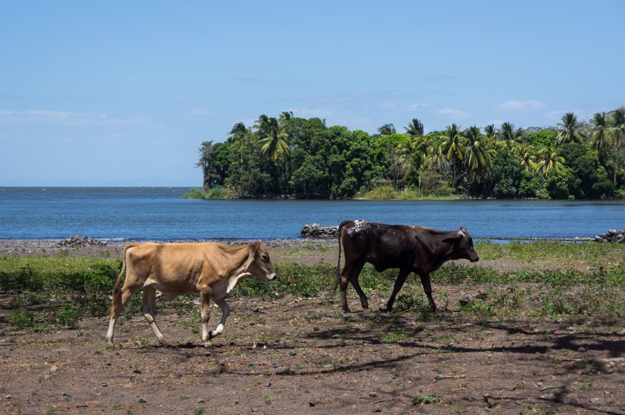 Vaches sur l'île d'Ometepe, Nicaragua