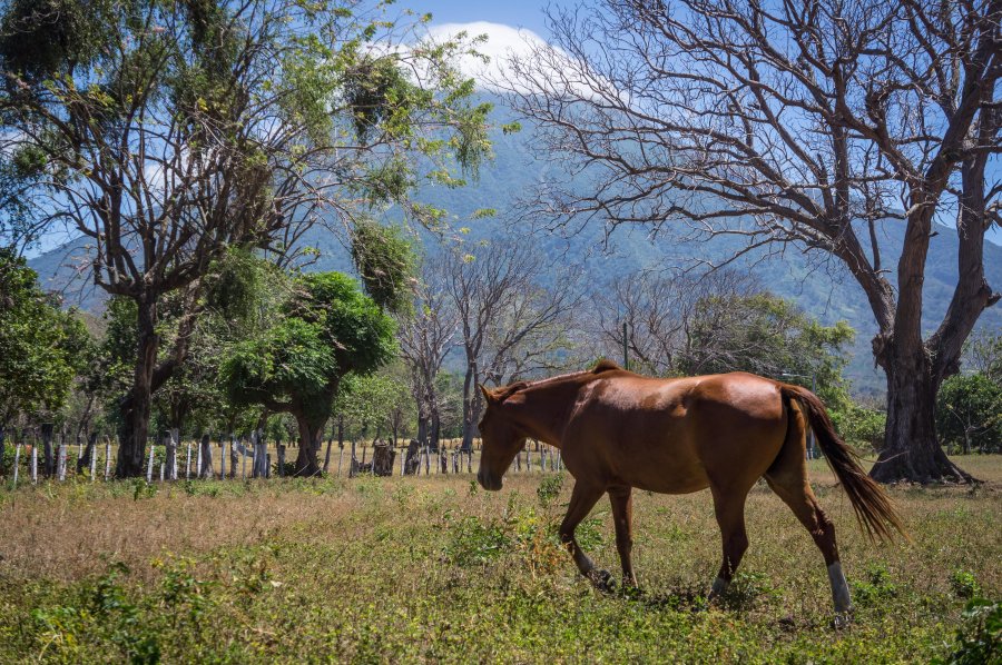 Cheval sur l'île d'Ometepe, Nicaragua