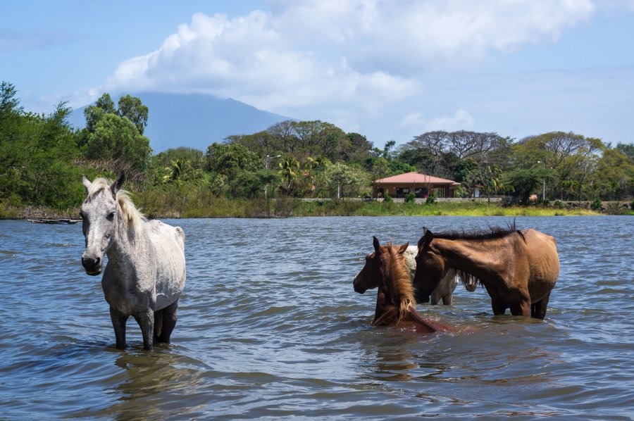 Chevaux qui se baignent dans le lac à Ometepe, Nicaragua