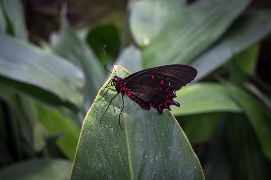 Papillons à Ometepe, Nicaragua