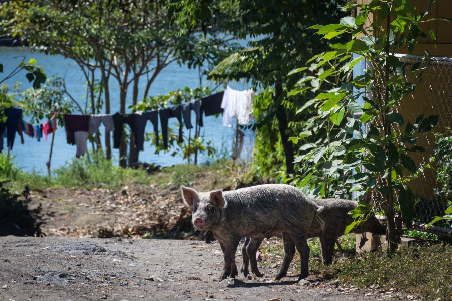 Cochon à Ometepe, Nicaragua