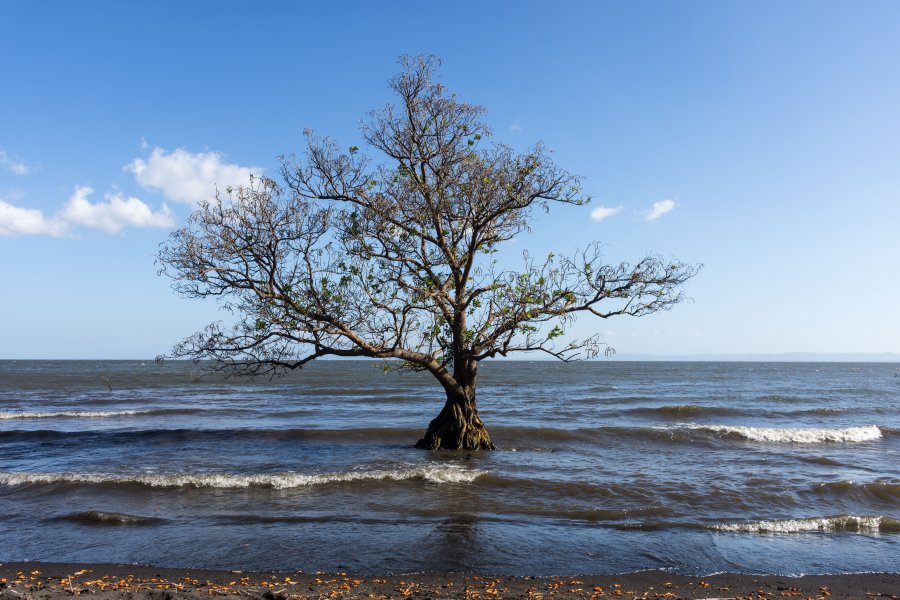 Arbre dans l'eau, Ometepe