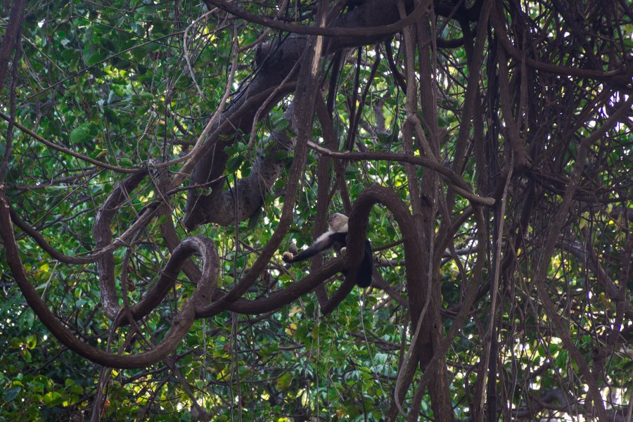 Singes à Ometepe, Nicaragua