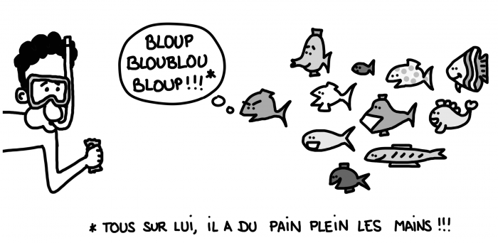 Le snorkeling avec du pain