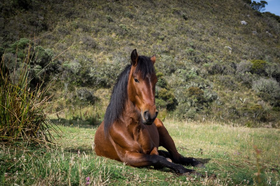 Cheval beau gosse