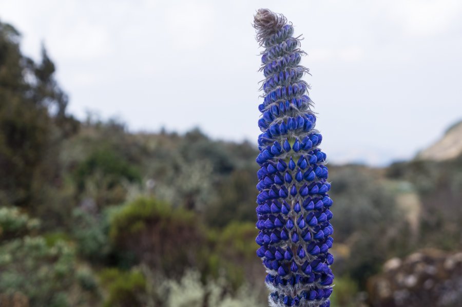 Végétation du Paramo de Oceta, Colombie