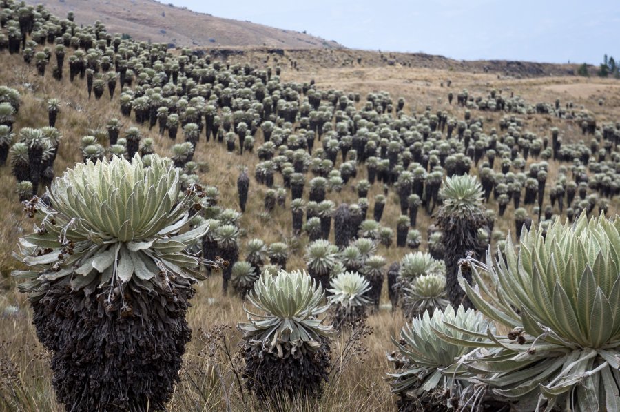 Frailejones dans le Páramo de Ocetá, Colombie