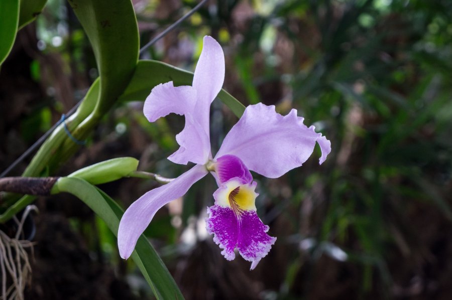 Orchidée au jardin botanique de Medellín, Colombie