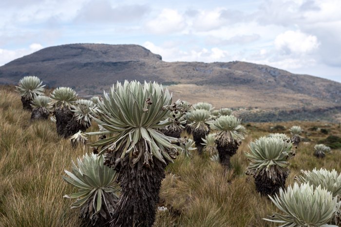 Frailejones dans le Páramo de Ocetá, Colombie