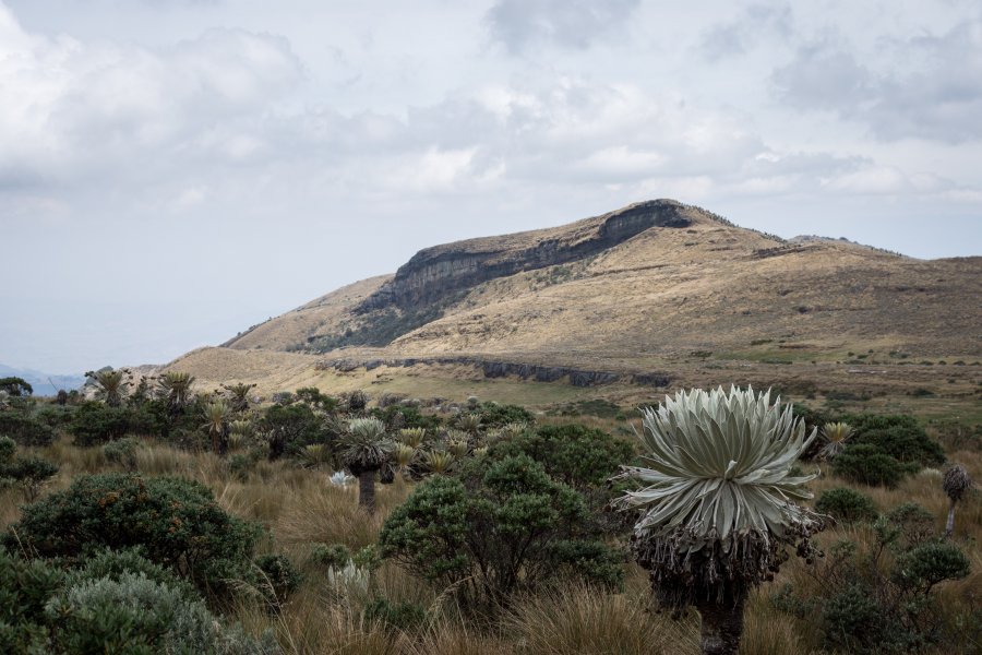 Paramo de Oceta, Colombie