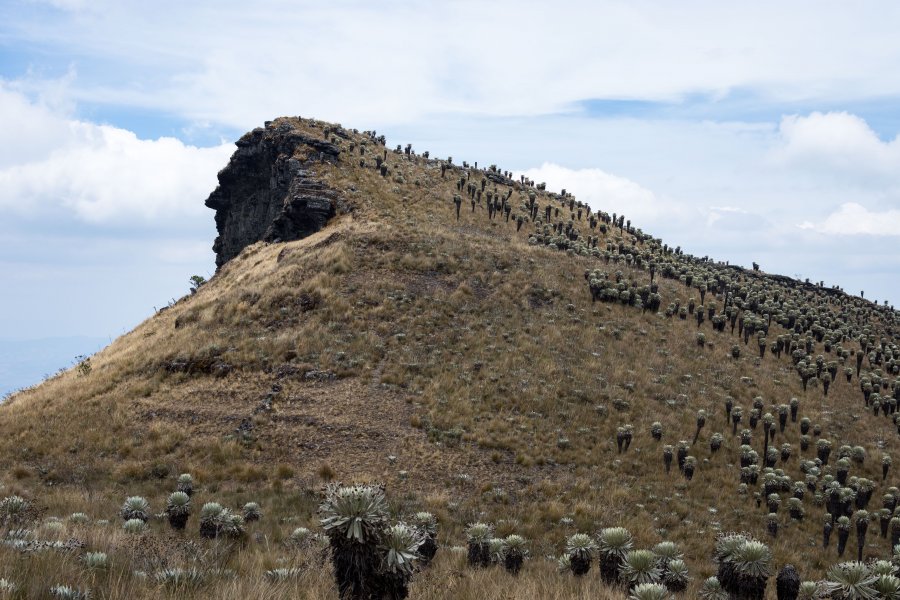 Paramo de Oceta, Colombie