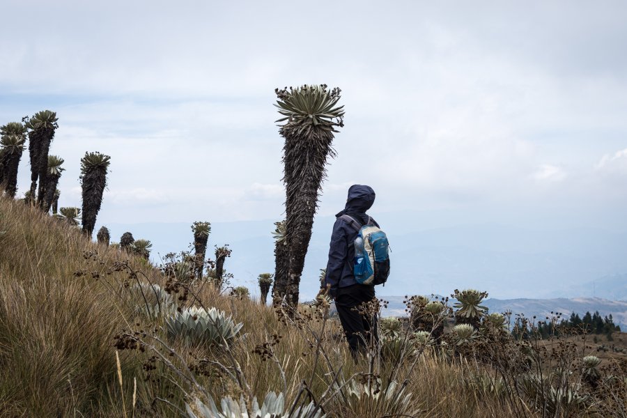 Frailejones dans le Páramo de Ocetá, Colombie