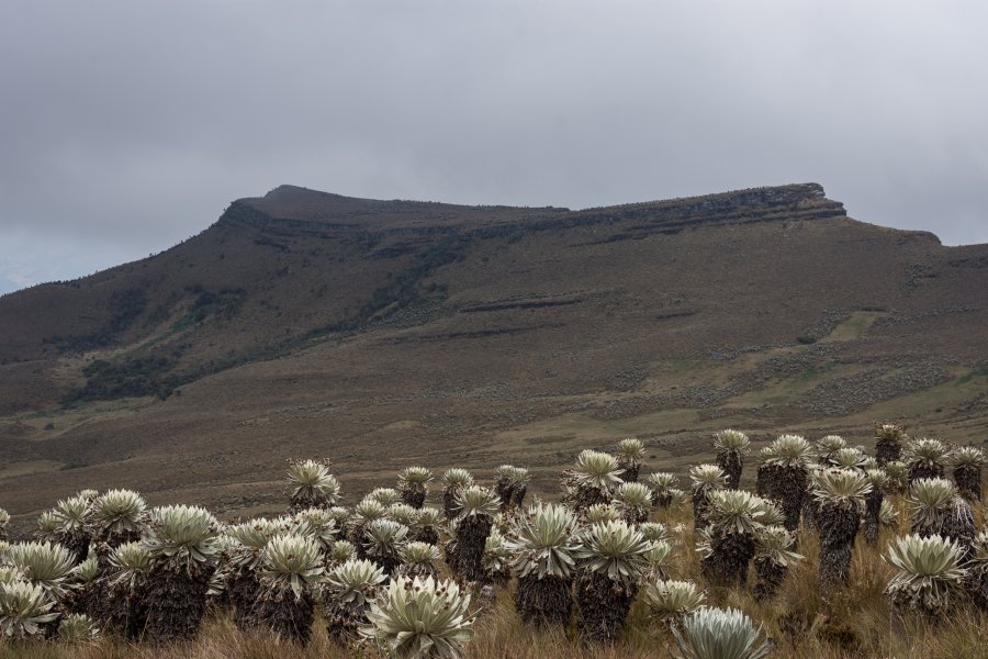 Frailejones dans le Páramo de Ocetá, Colombie