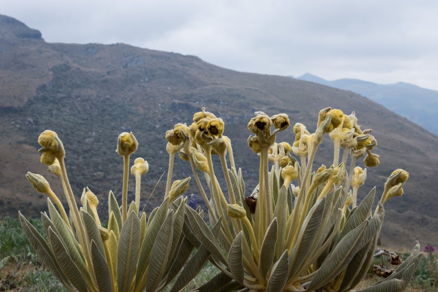 Végétation du Paramo de Oceta