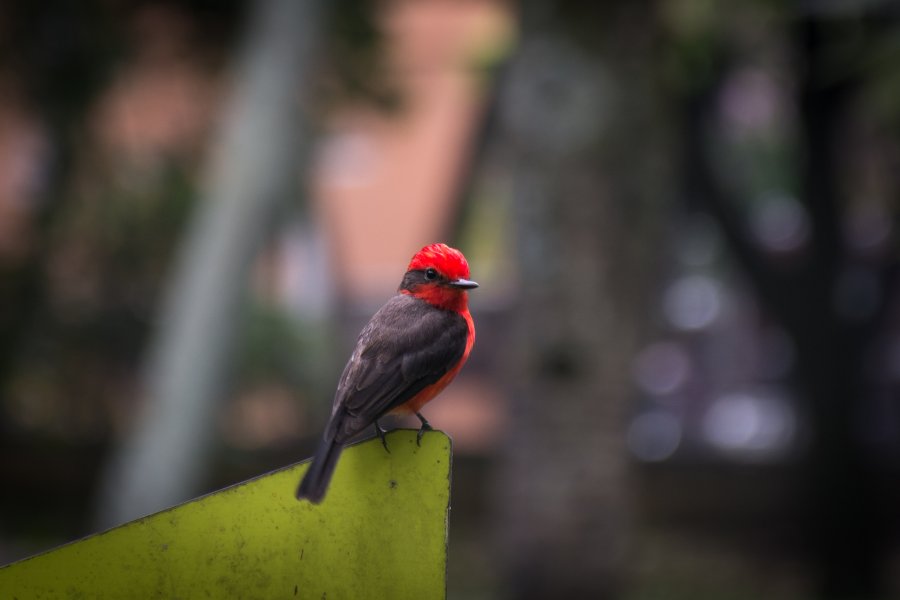 Jardin botanique de Medellín, Colombie