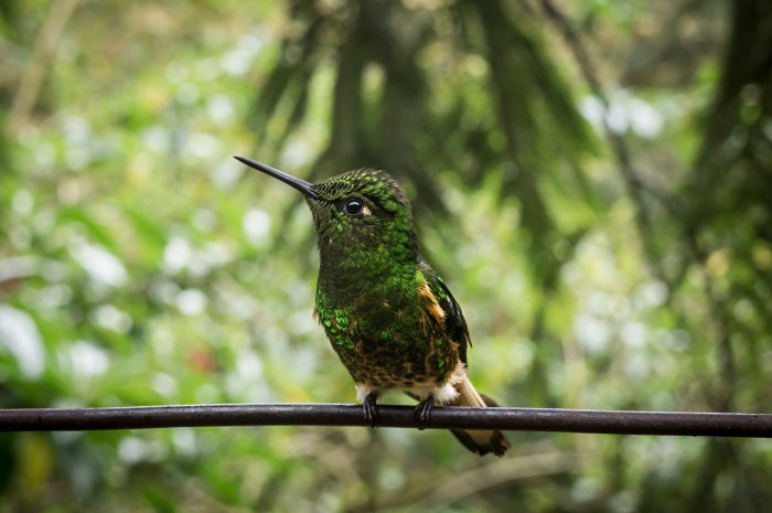 Colibri dans la vallée de Cocora, Salento, Colombie