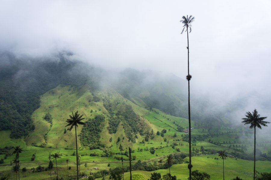 Palmiers dans la vallée de Cocora, Salento