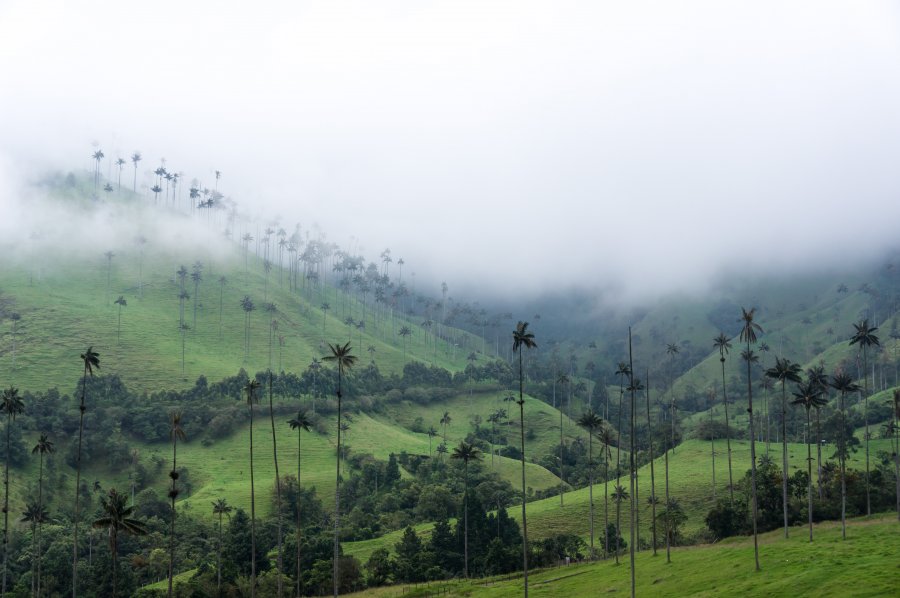 Palmiers dans la vallée de Cocora, Salento