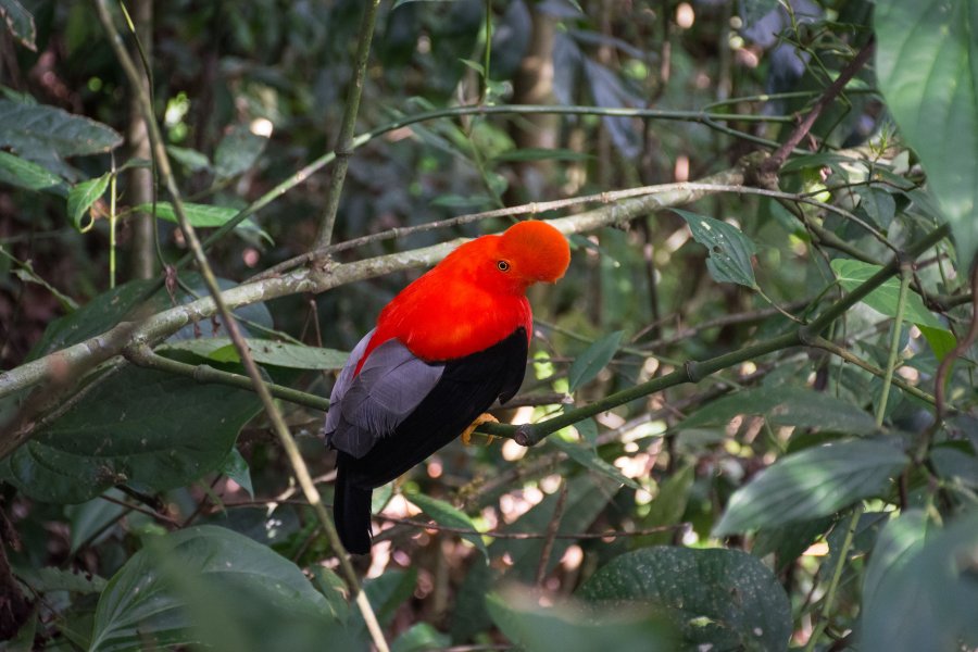 Oiseau Gallito de rocas, Colombie