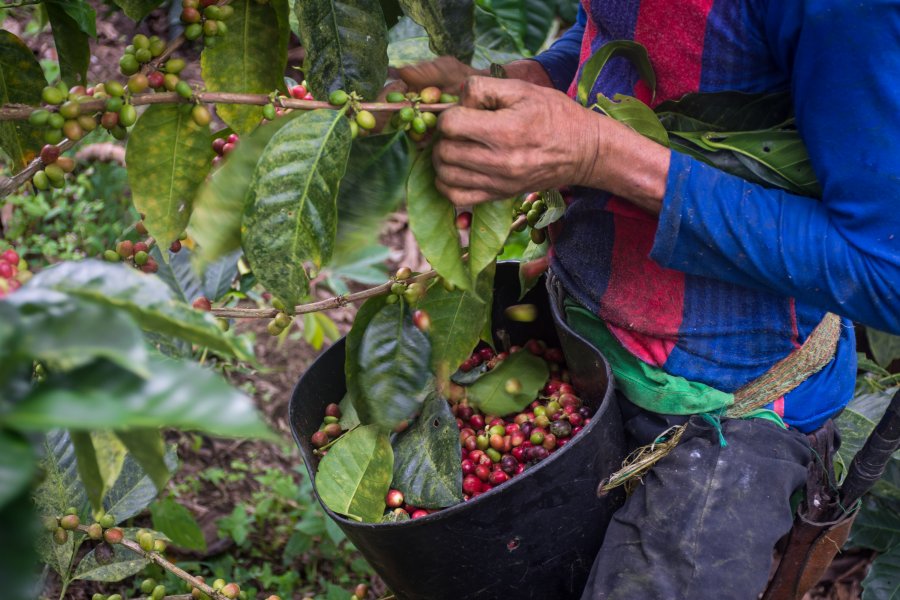 Récolte de café colombien