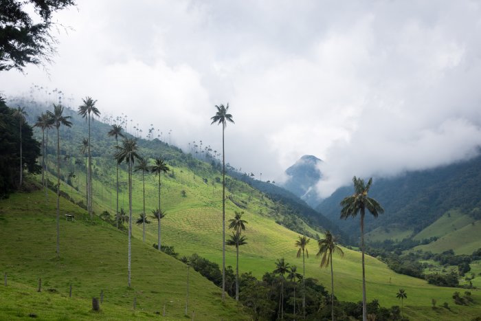 Vallée de Cocora, Salento, Colombie