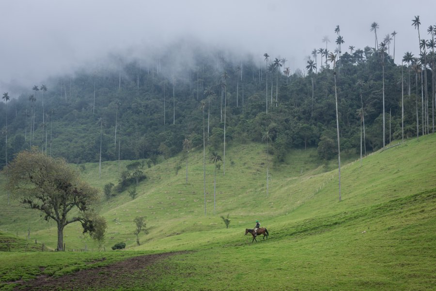 Palmiers dans la vallée de Cocora, Salento