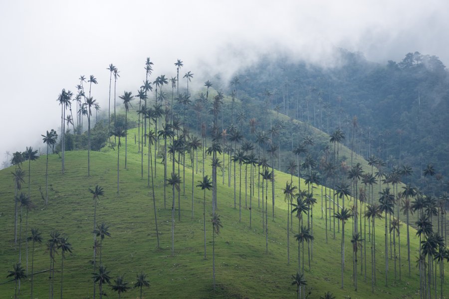 Palmiers dans la vallée de Cocora, Salento