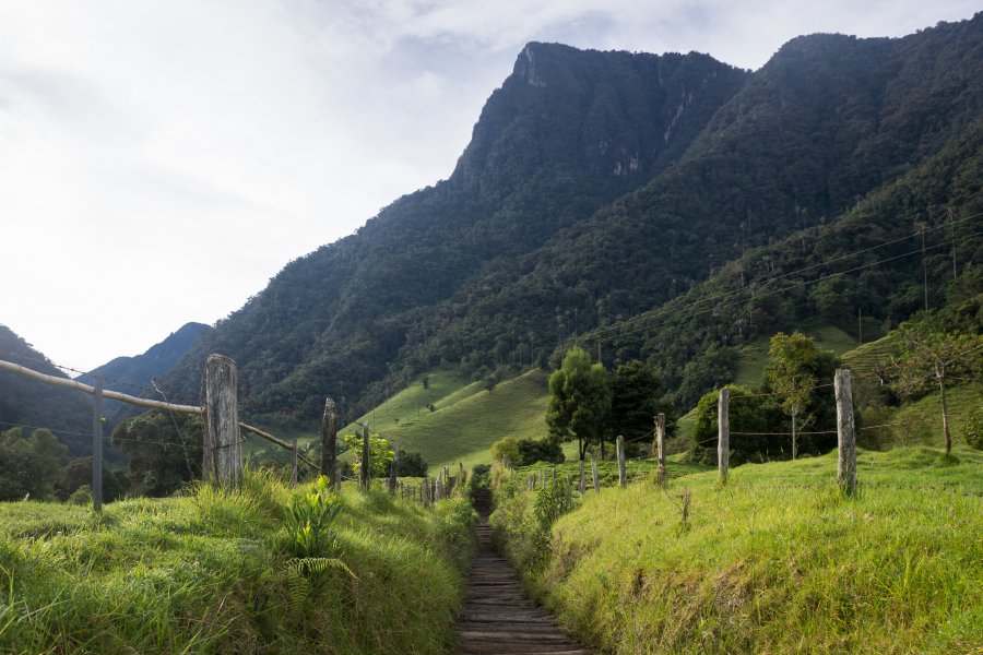 Randonnée dans la vallée de Cocora, Salento, Colombie