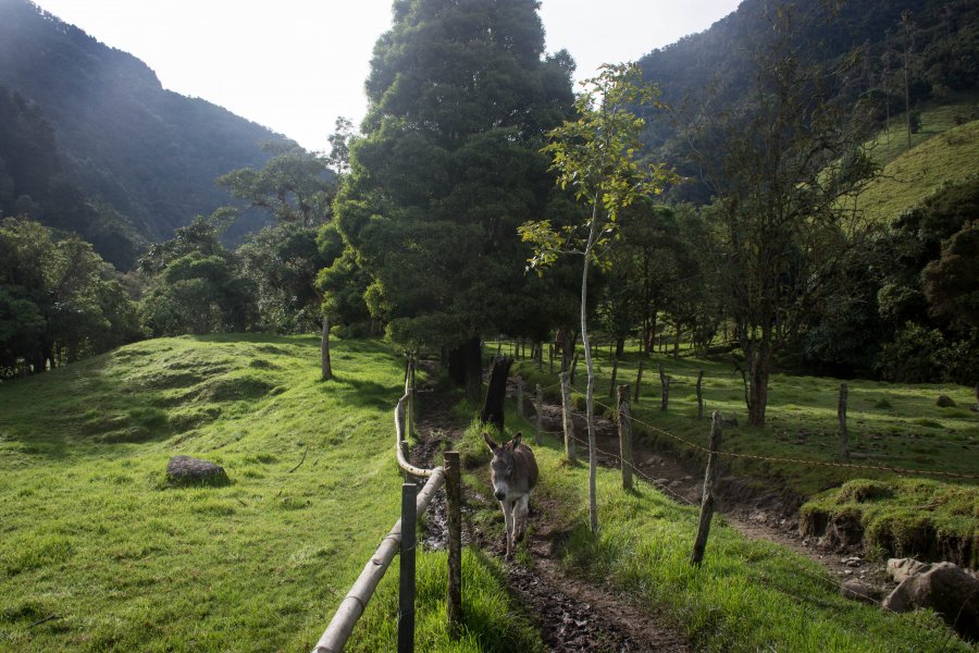 Randonnée dans la vallée de Cocora, Salento, Colombie