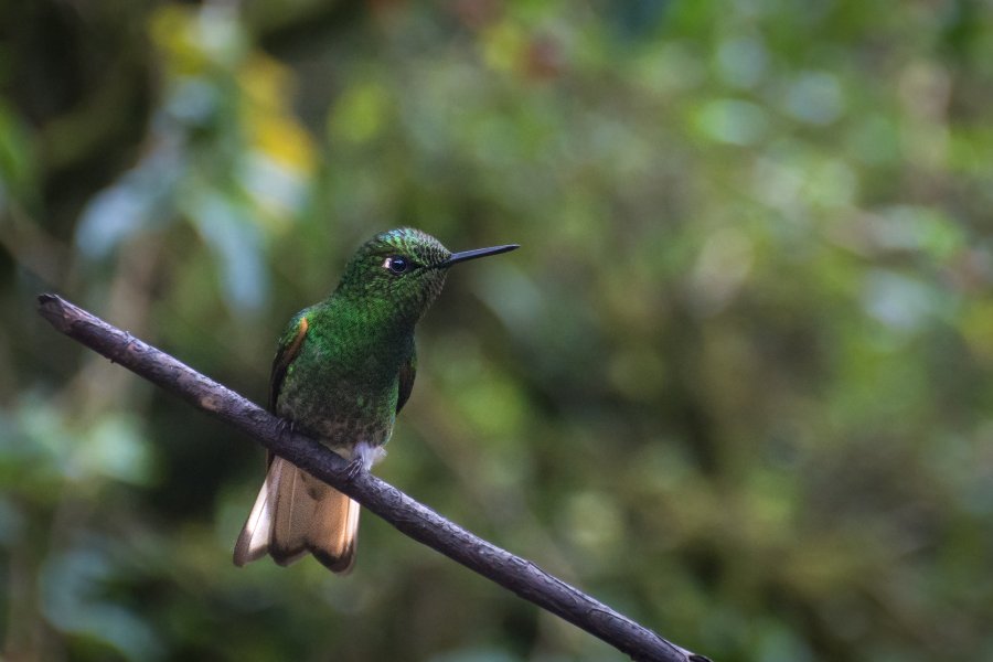 Colibri dans la vallée de Cocora, Colombie