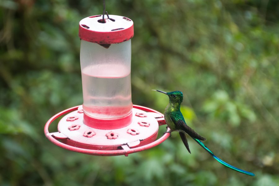 Colibri dans la vallée de Cocora, Salento, Colombie