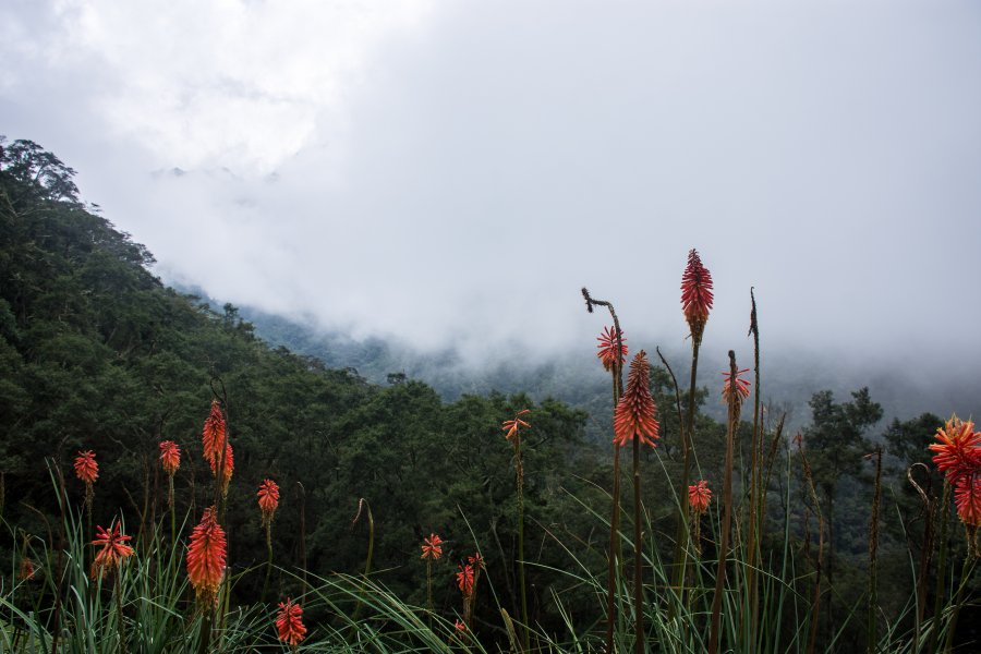 Nuages dans la vallée de Cocora, Colombie