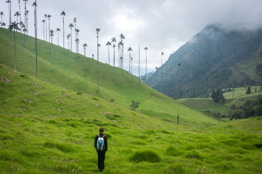 Randonnée dans la vallée de Cocora, Salento