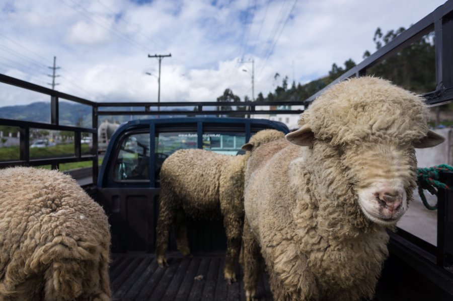 Marché aux animaux d'Otavalo, Équateur