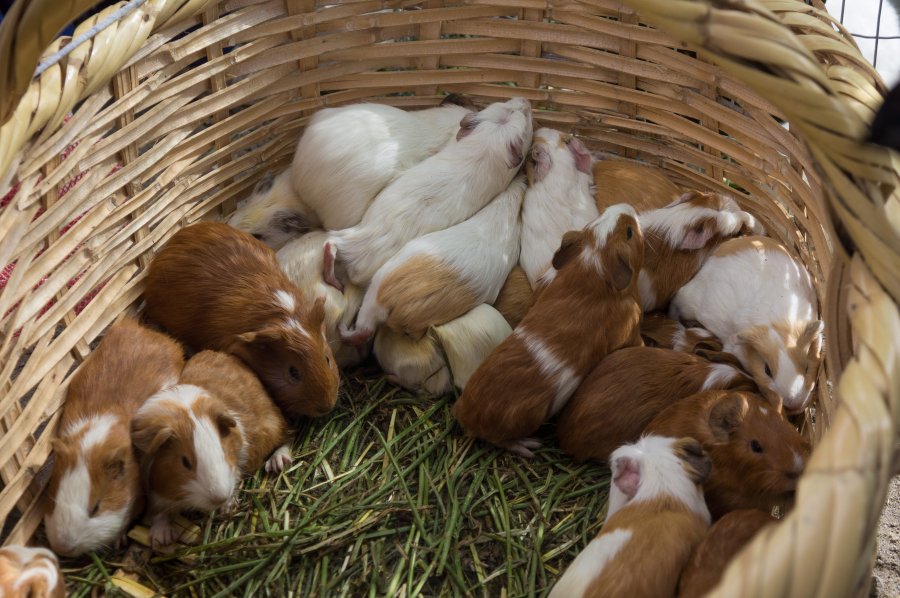 Marché aux animaux d'Otavalo, Équateur