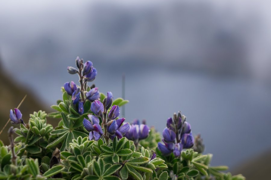 Lupins dans les nuages