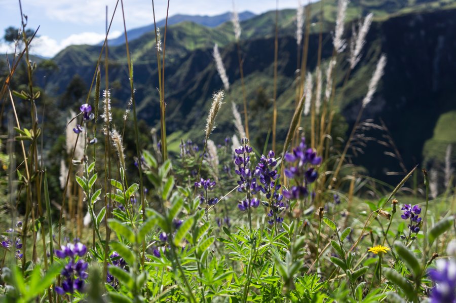 Lupins sauvages