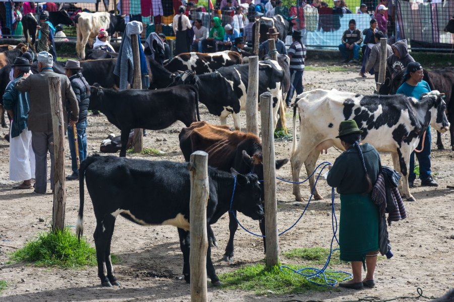 Marché aux animaux d'Otavalo, Équateur