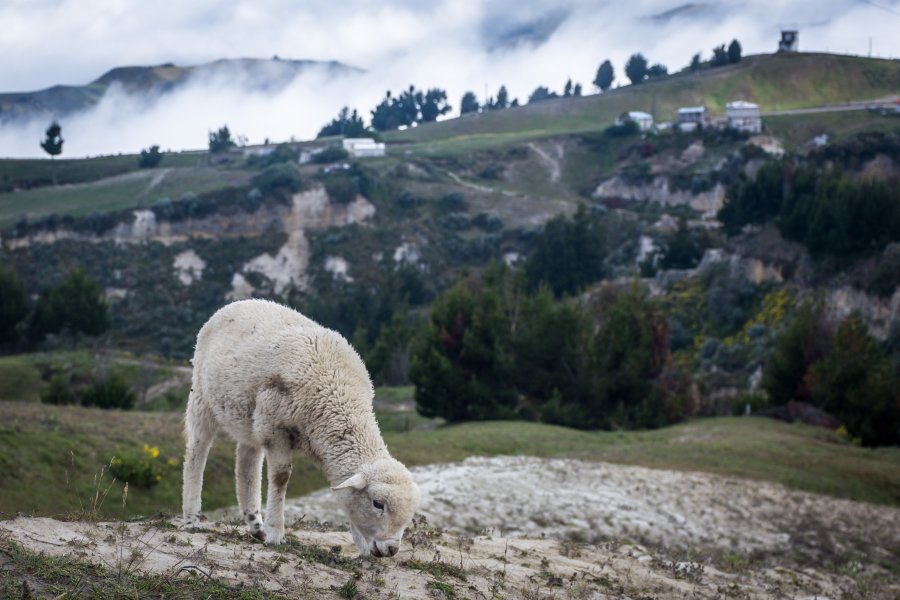 Mouton à Quilotoa