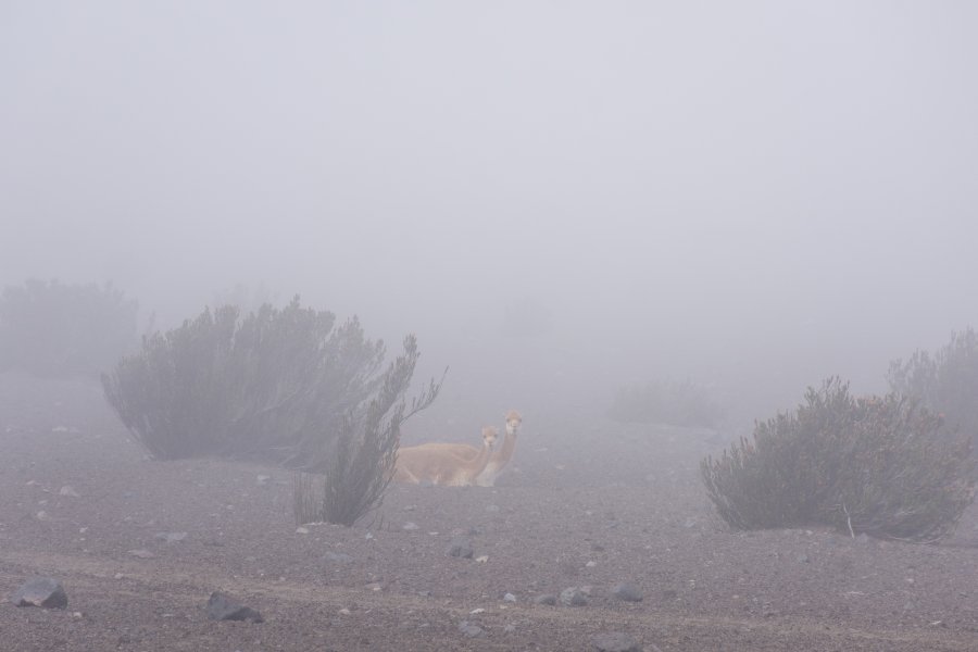 Vigognes sur le Chimborazo, Équateur