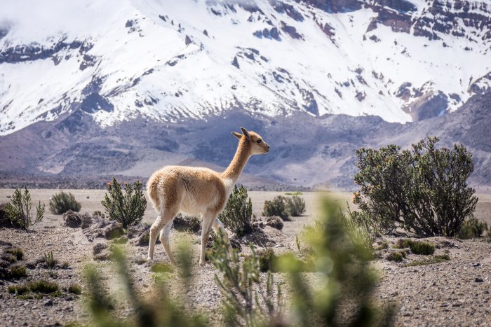 Vigogne sur le volcan Chimborazo, Équateur