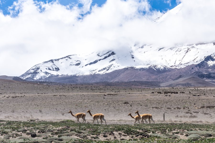 Vigognes sur le volcan Chimborazo, Équateur