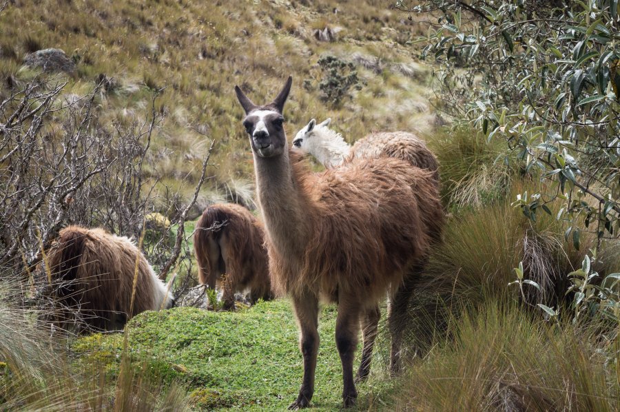 Lamas à Las Cajas, Equateur