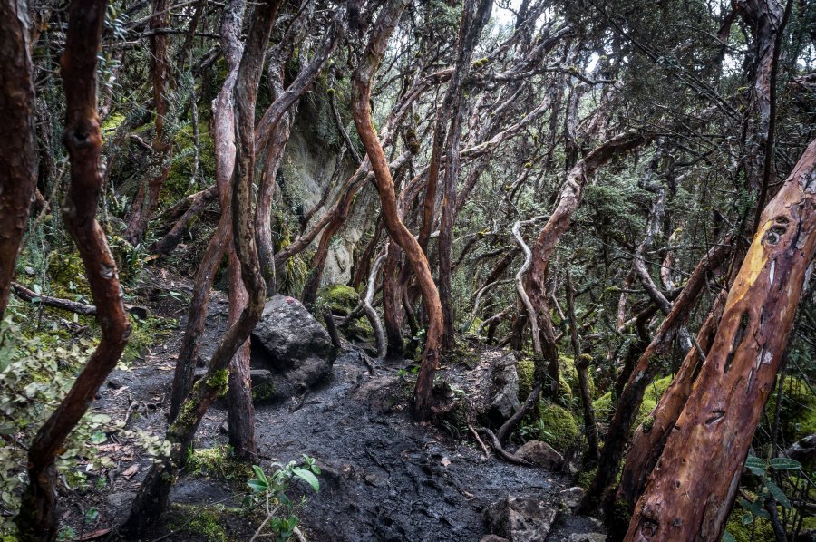 Forêt dans le parc El Cajas, Équateur