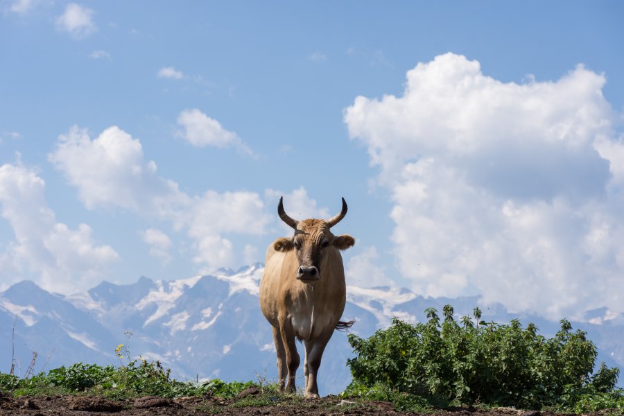 Vache géorgienne